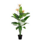 STERLITZIA PLANT 30LEAVES-3FLOW W-V H150