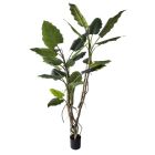 ALOCASIA РАСТЕНИЕ С ВАЗА H150