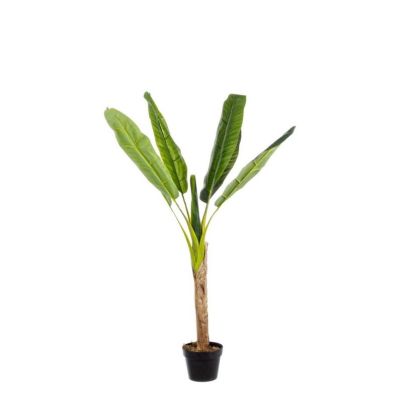 Растение Banano с 7 листа, височина 113 см с ваза 