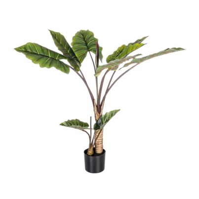 DIEFFENBACHIA PLANT 10LEAVES H134 W-VASE
