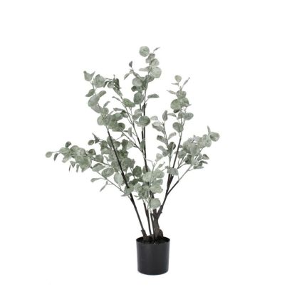 EUCALYPTUS PLANT W-POT H82