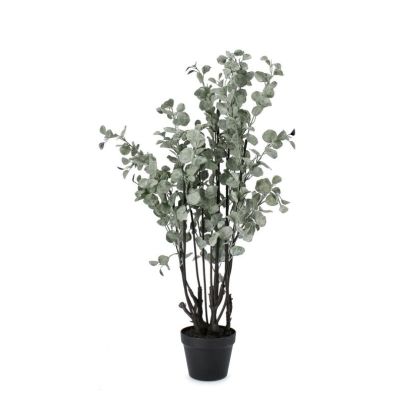 EUCALYPTUS PLANT W-POT H110