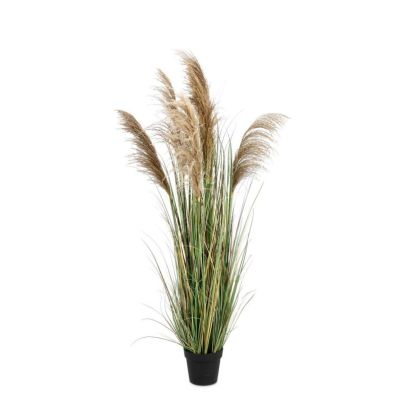 Растение Austorderia Pampas с ваза, височина 170 см 