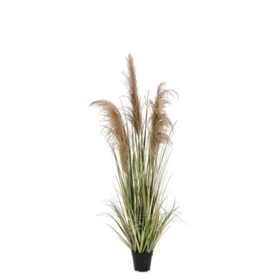 Растение Austorderia Pampas с ваза, височина 145 см 