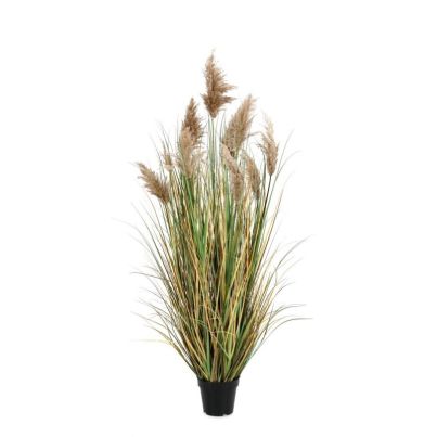 GYNERIUM PAMPAS PLANT W-VASE H150