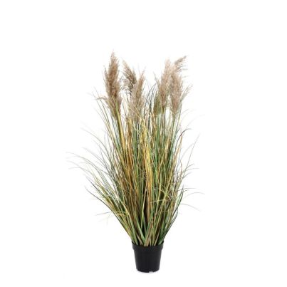 GYNERIUM PLANT WITH VASE H120