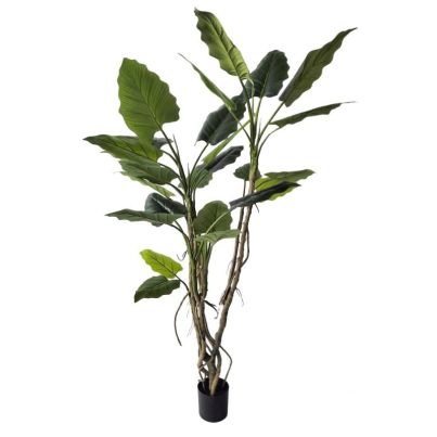 ALOCASIA РАСТЕНИЕ С ВАЗА H150