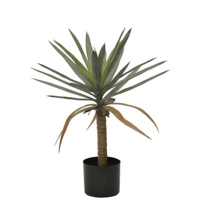 DRACAENA PLANT W-VASE H62