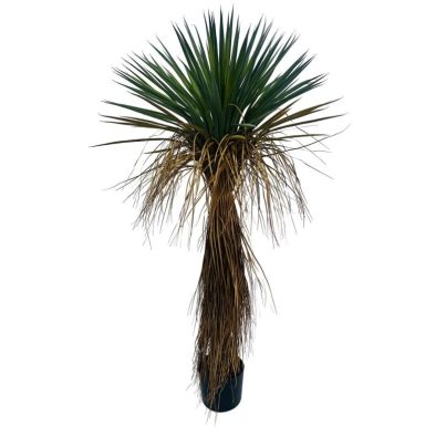YUCCA ROSTRATA PLANT W-VASE H120