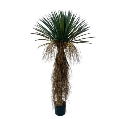 YUCCA ROSTRATA PLANT W-VASE H150