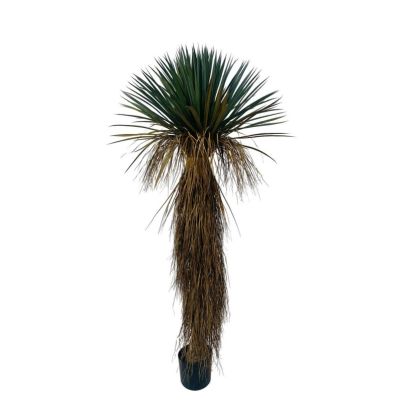 YUCCA ROSTRATA PLANT W-VASE H180