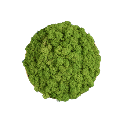 Декоративен елемент ACB CHAMALEON DISK 3975, мъх, зелен